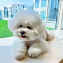 털로덮인 친구들 커먼그라운드점 | 건대 애견호텔 털로덮인친구들 커먼그라운드점 비용 시간 위치