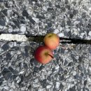 로얄주유소 | 캐나다 여행 251002- 로얄투어 3박 4일 로키 밴프 여행 4일차 여행 마지막날! 밴쿠버로 이동!