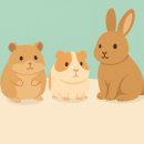 피카소동물병원 이미지