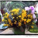 후리지아 이미지