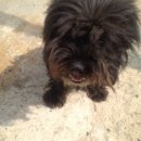 초복이네동물농장 이미지