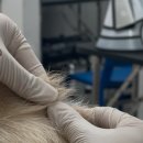 퍼피팸퍼 이미지