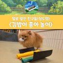 상도동김밥 | 유치원] 동작구 애견 유치원 후기 / 상도동 강아지 유치원 프로그램 "김밥이 좋아 놀이!!"/ 산책하는...