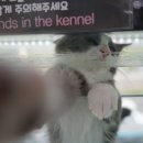 도로시펫고양이