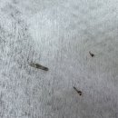 (주)연자방