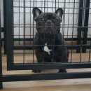 패밀리독 이미지