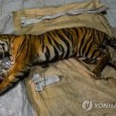 인도네시아서 멸종 위기 수마트라 호랑이, 덫에 걸려 폐사 이미지