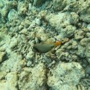 무지개해양수족관 | [몰디브] 12. 시나몬벨리푸시 총 정리 후기 - 수중환경 스노클링 (1)물고기편