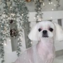 댕댕이 미장원 이미지