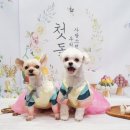 강아지풍경 이미지