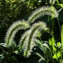 강아지풀 이미지