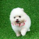 베이비몽 강아지분양 인천청라점 이미지