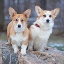 왕십리동물병원 이미지