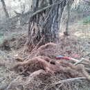 좋은소나무 이미지