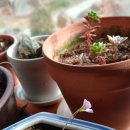 부영농원 이미지