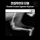 삼화 우수한 동물병원 이미지