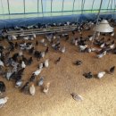 금산청계농장 이미지