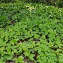 청정수풀 이미지