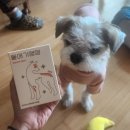 디어뭉치 | [리뷰] 디어랩스 울애기쌩쌩 강아지 종합영양 내돈내산 솔직후기