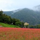 메밀꽃 이미지