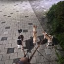 포리, 목화, 아리..여전히 잘지냅니다~^^ 이미지