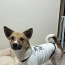 도그와트 | 어뎁틸 캄 칼라 사용후기 - 분리불안 완화, 산책 시 진정, 페로몬 논문 읽기