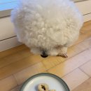 댕댕찹찹 이미지