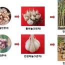 경북농업기술원 영양고추시험장 | 제20호 주간농사정보