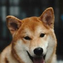 튼튼동물병원 이미지