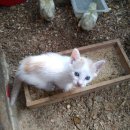 강아지랑고양이 이미지