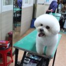 킴스애견미용 이미지