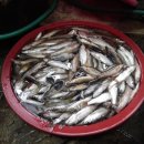 어탕국수 이미지