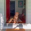 강아지집 이미지