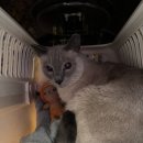 (주)간성흘리에코 | [하루] 고양이 특발성 간질 발작 검사 후기, 결과, 비용 포함