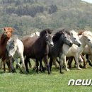 재현축산 이미지
