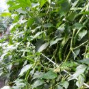 금잔디농원 이미지