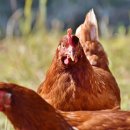 장모사랑 이미지