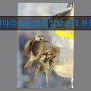 아이라라 심리언어상담센터 부천센터 25년 노하우의 전문 센터