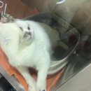 서공동물병원 이미지