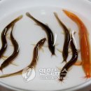 황금통발