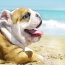 바다동물병원 이미지