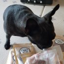 뚱독스 수제간식 이미지