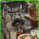 뚜띠쿠치나 이미지