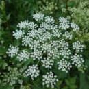 심호당한의원 이미지