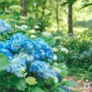 삼상로 이미지