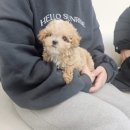 도그송 강아지분양 인천 송도점 이미지