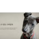 스타일독앤캣강아지고양이경기광주점