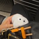 일본 여행 1편 : 25.01.29~02.02 배 타고 일본으로 떠나다 (뉴카멜리아호, 후쿠오카, 하카타 숙소 일본...