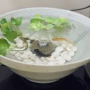 금붕농장 이미지