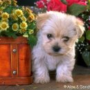 이쁜강아지 이미지